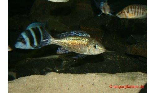 Cyathopharynx foai Kabogo